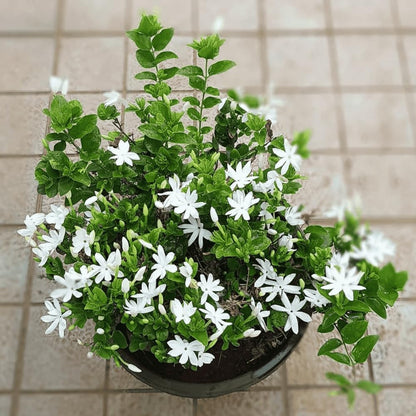 Jasmine Plant, Fragrant Jasmine Flower Vine 4-8 Inches Well Rooted for Container, Hanging Basket