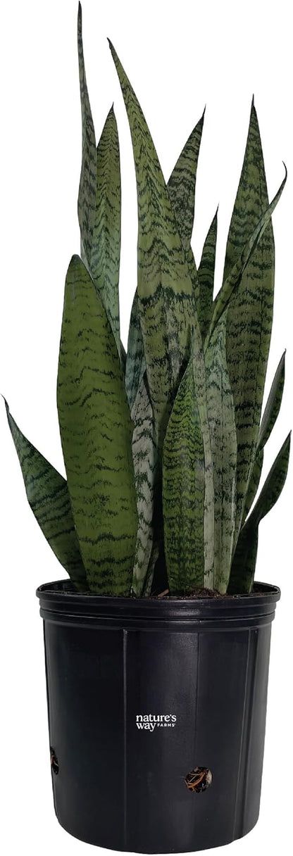 Nature's Way Farms, Sansevieria Zeylanica, Snake Plant, Live Houseplant, Easy Care, Air-Purifying
