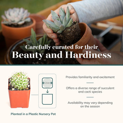 Shop Succulents Premium Live Mini Cactus and Succulent Plants in 2" Pots, Easy Care Indoor or