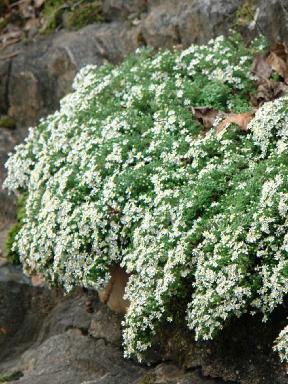 Perennial Farm Aster Ericoides ‘Snow Flurry’ (White Heath Aster) – Live Perennial in #1 Container