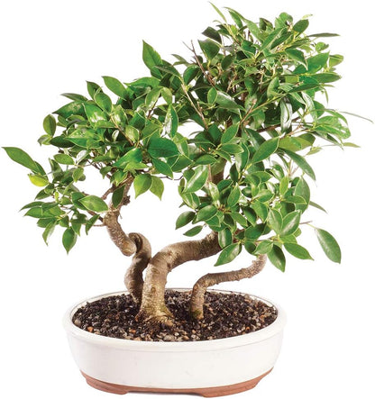 Brussel's Bonsai Live Golden Gate Ficus Grove Indoor Bonsai Tree-7 Years Old 10" to 14" Tall with