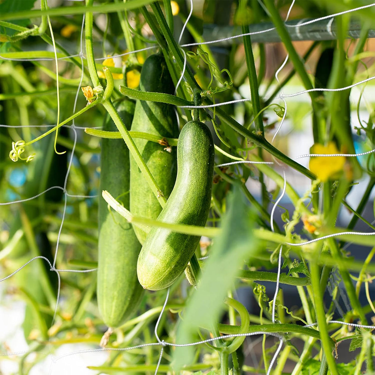 2 Pack Grow Tent Net Trellis Netting 4x4Ft Elastic Trellis Netting Includes 8 Iron Hooks Flexible