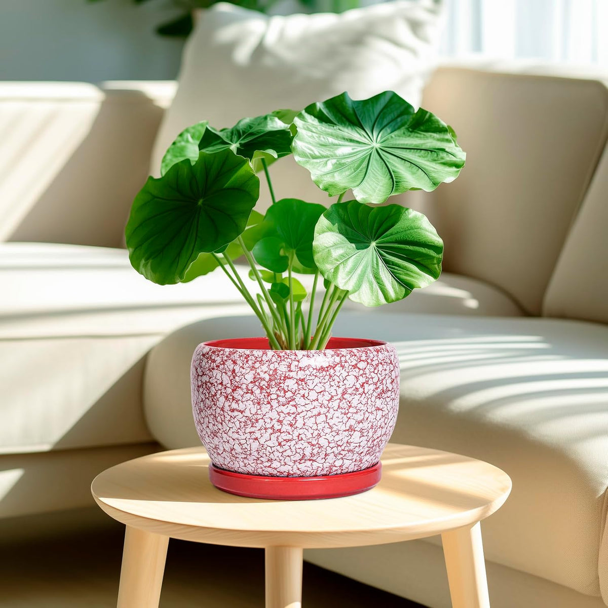 SQOWL Ceramic Pots for Plants - 8 inch Indoor Planter with Drainage Hole and Tray, Ceramic Flower
