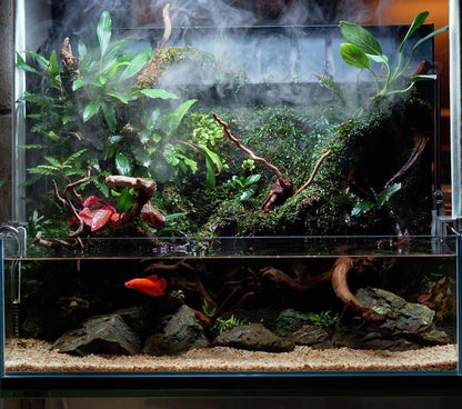 SubstrateSource Anubias Live Aquarium Plants - Potted Freshwater Plant for Fish Tanks, Terrariums