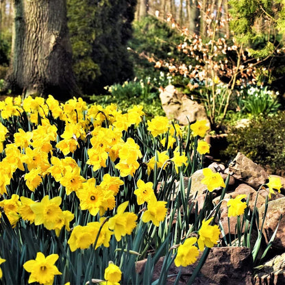 50 Yellow Daffodil Bulbs for Planting - Dutch Master Value Bag - Plant in Gardens, Borders &