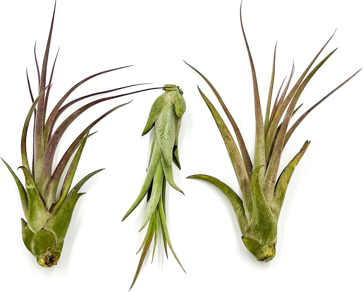 ragnaroc Live Air Plant – Tillandsia Capiput, Jumbo 6-9” - 1ct - Live Arrival Guaranteed - House