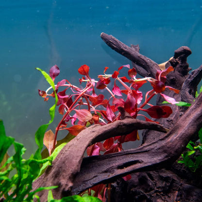 SubstrateSource Mini Bolbitis Baby Leaf - Live Aquarium Plant for Fish Tank Decorations (1 Pot)