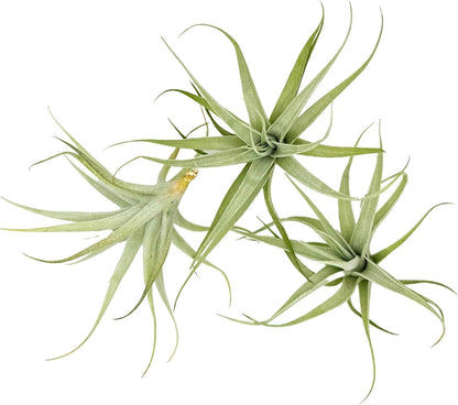 Live Air Plants - Tillandsia Albida 3-5" - 3ct – ragnaroc Live Indoor Plant - Live Arrival