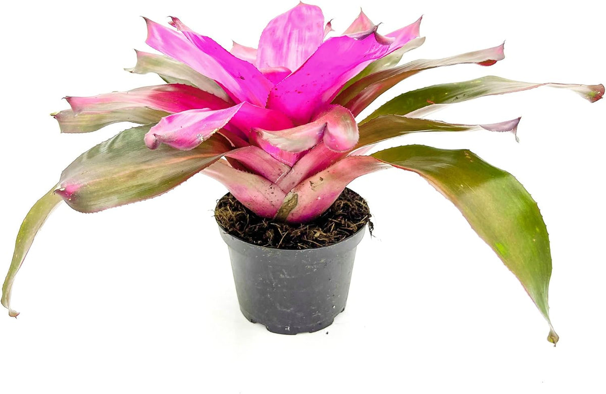 ragnaroc Live Plants – Bromeliad Neoregelia Tatiana, 8-12" in 6" Pot - 1ct - Live Arrival