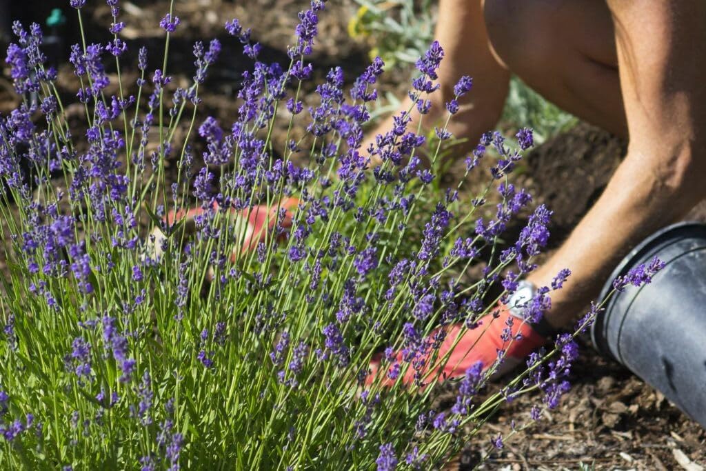 Gardenera Premium Lavender Potting Mix - Nourish Your Lavender Plants for Beautiful Blooms - 1 Quart