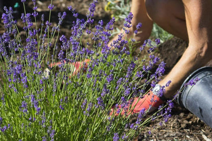 GARDENERA Lavender Soil - Ideal Blend for Thriving and Fragrant Lavender Plants - 3 QUARTS