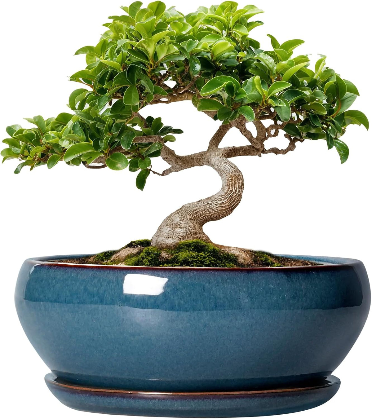 SQOWL Bonsai Pots - 8 Inch Ceramic Succulent Pots with Drainage Hole and Saucer, Round Shallow