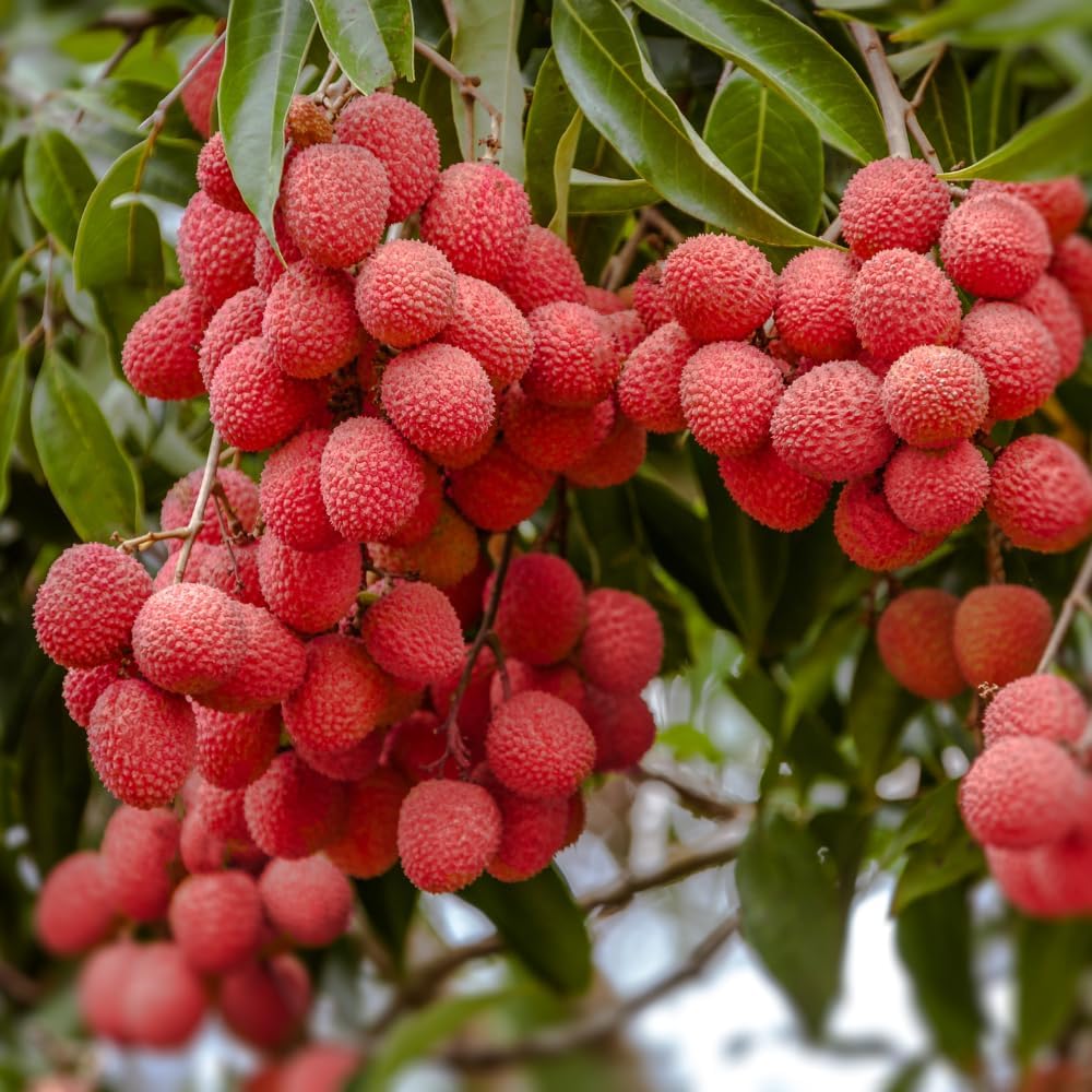 Lychee Tree Live Plant, 3 Gallon Pot, Grafted Lychee Tree, 3-4 Ft Tall Tropical Sweet Litchi Fruits