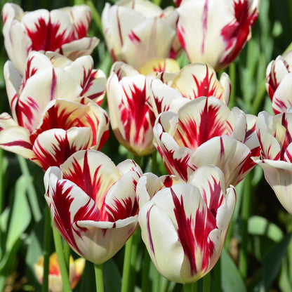 Mixed Sorbet Tulips – 8 Bulbs | Pink, Red & White Perennial Flowers - Spring Blooming |