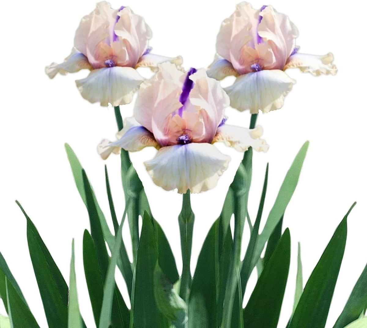 Easy to Grow Bearded Iris Concertina - 3 Plant Bulbs Rhizomes, Light Pink Blush Flowers in Spring