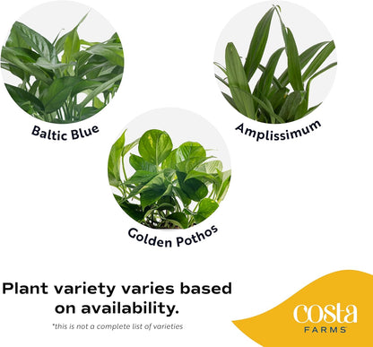 Costa Farms Pothos Assortment (Baltic Blue, Amplissimum, Golden Pothos)