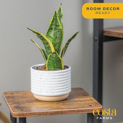 Costa Farms Snake Plant (4-Pack), Spring Decor, Giftable Plant Item, Live Indoor and Outdoor