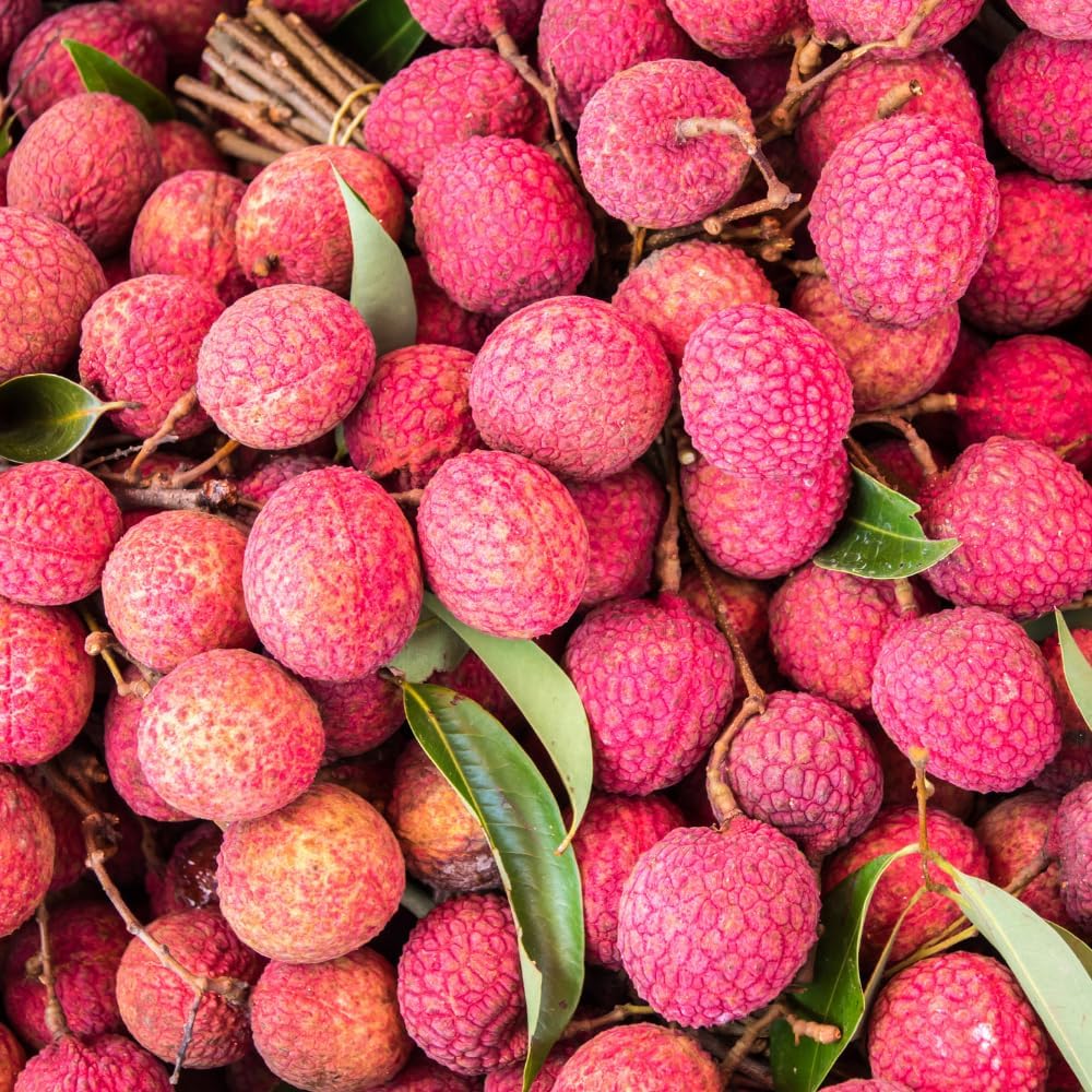 Lychee Tree Live Plant, 3 Gallon Pot, Grafted Lychee Tree, 3-4 Ft Tall Tropical Sweet Litchi Fruits
