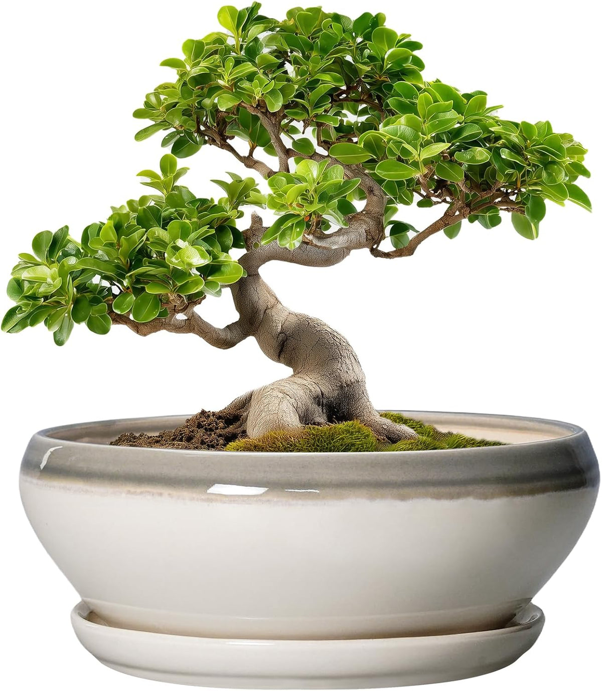 SQOWL Bonsai Pots Ceramic - 10 Inch Succulent Planters for Indoor Plants Outdoor, Shallow Round