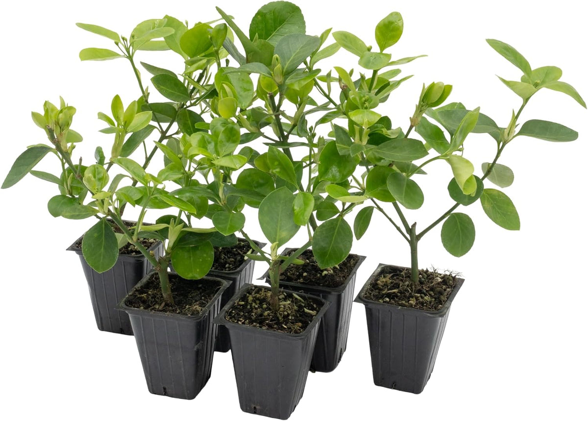 6 Live Manhattan Euonymus Plants (Euonymus Kiautschovicus ‘Manhattan’) – Evergreen Shrub for