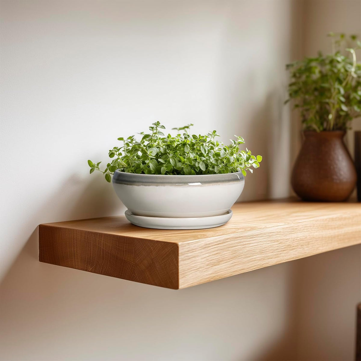 SQOWL Succulent Planters - 6 Inch Ceramic Bonsai Pots, Shallow Planter with Drainage Hole and