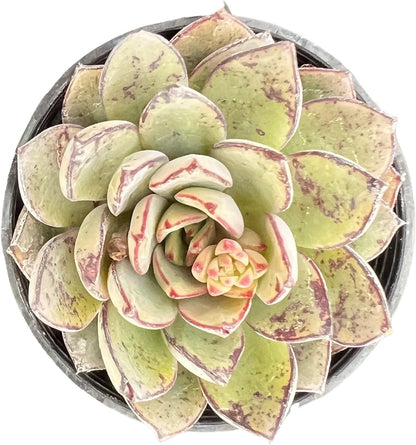 Sprout N Green Echeveria Cinderella, Rare Live Succulent Plant Fully Rooted in 2" Planter with