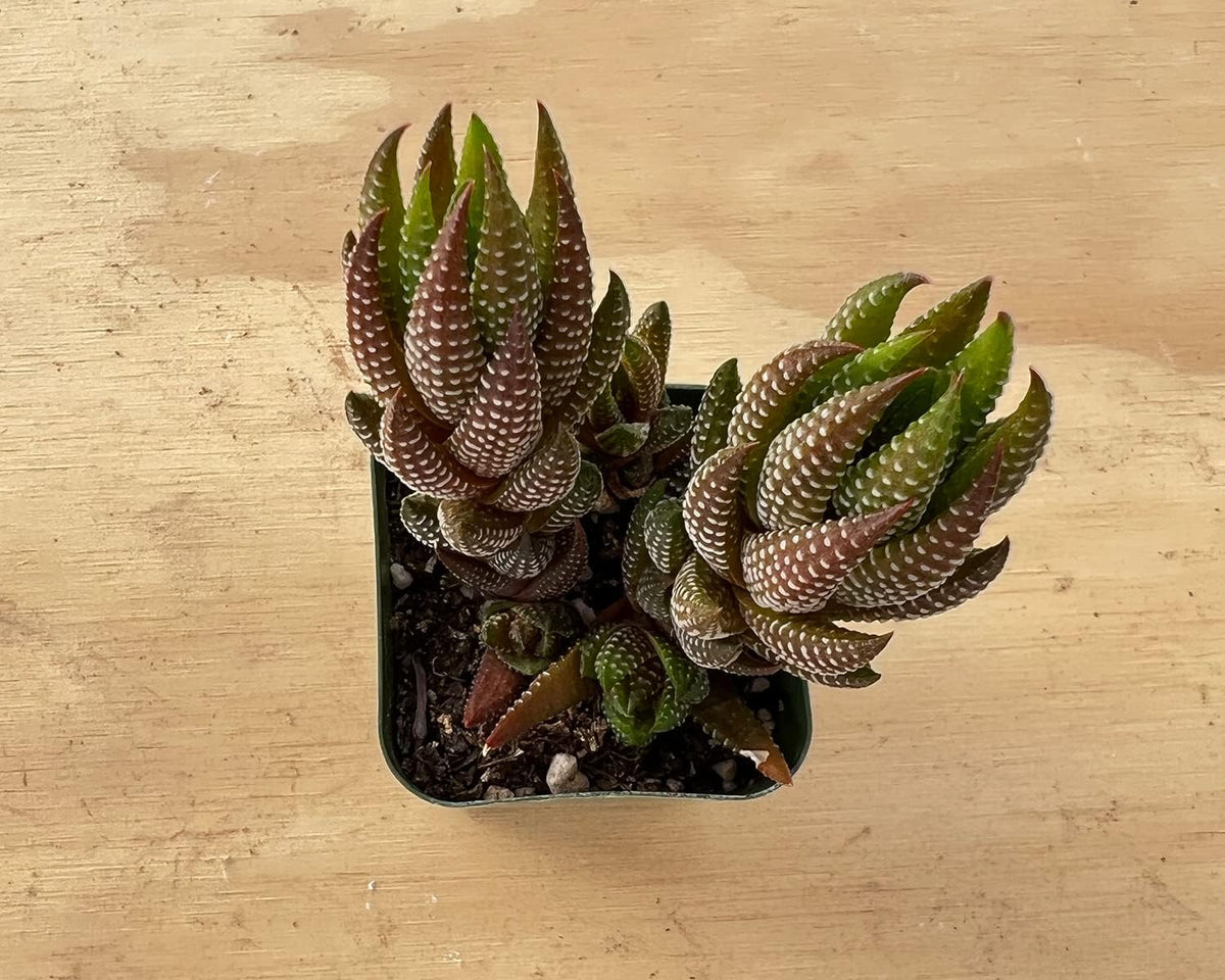 Sprout N Green Haworthia coarctata VAR. adelaidensis, Rare Live Succulent Plant Fully Rooted in
