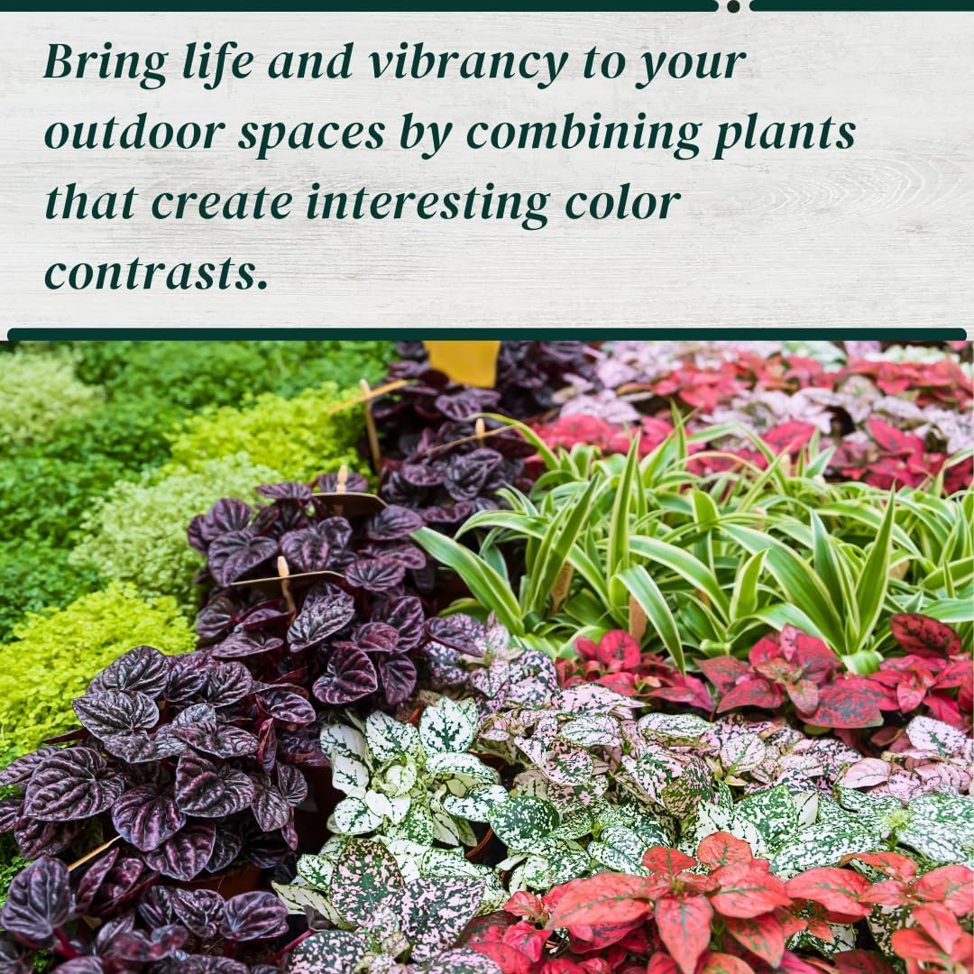 Polka Dot Plant Collection (4-Pack) - Live Houseplants, Small Indoor Plants, Hypoestes (Red, White