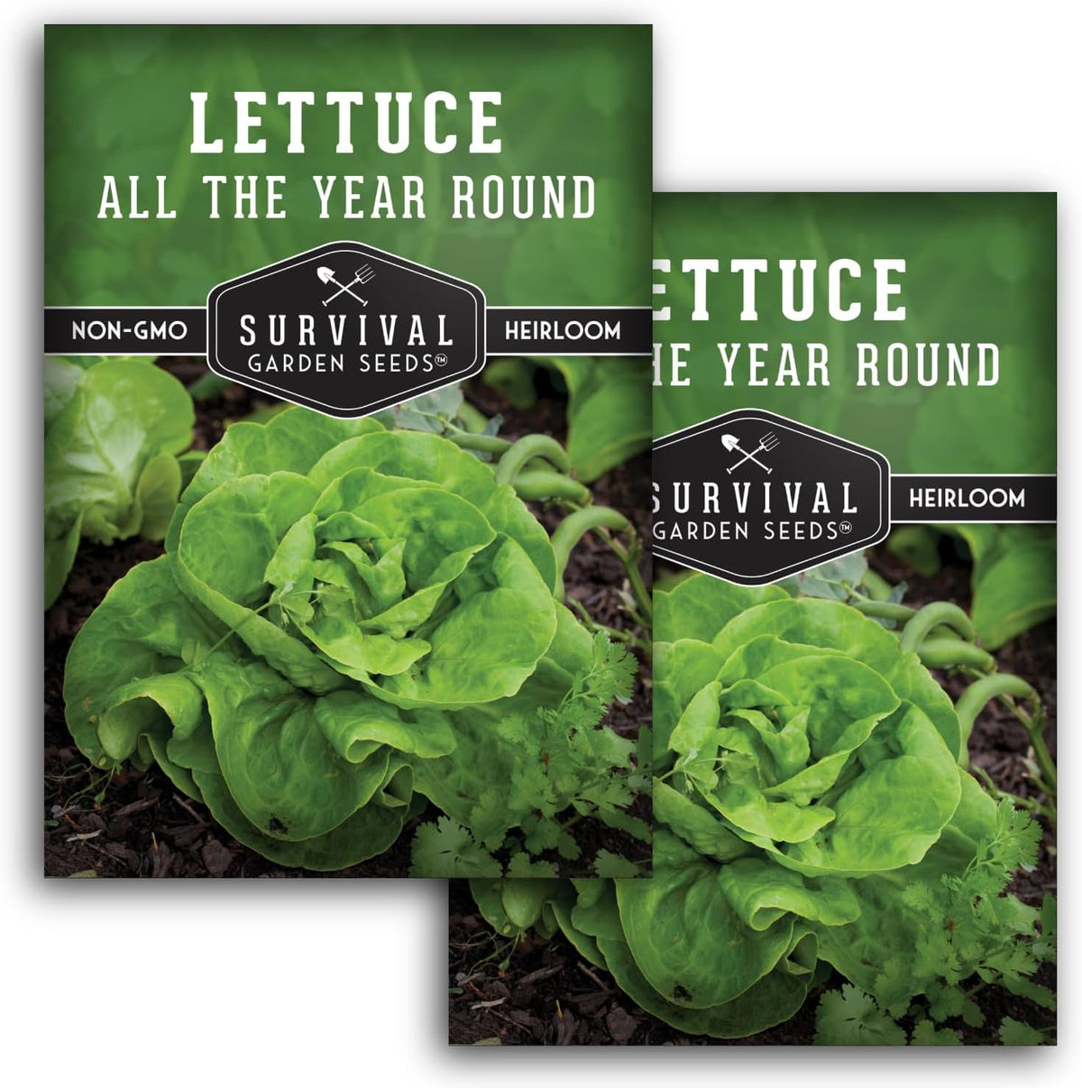All The Year Round Lettuce Seed for Planting - 2 Packets with Instructions to Plant & Grow