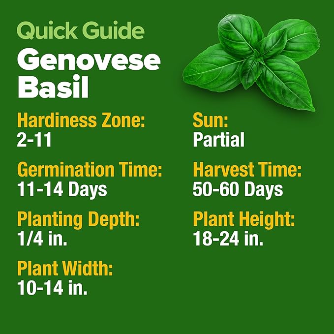 HOME GROWN 𝗨𝗦𝗔 𝗣𝗥𝗘𝗠𝗜𝗨𝗠 Genovese Basil Seeds Pack 1,750+ High Germination 𝗡𝗢𝗡-𝗚𝗠𝗢