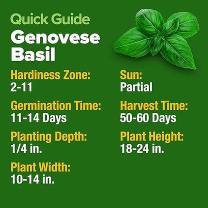 HOME GROWN 𝗨𝗦𝗔 𝗣𝗥𝗘𝗠𝗜𝗨𝗠 Genovese Basil Seeds Pack 1,750+ High Germination 𝗡𝗢𝗡-𝗚𝗠𝗢
