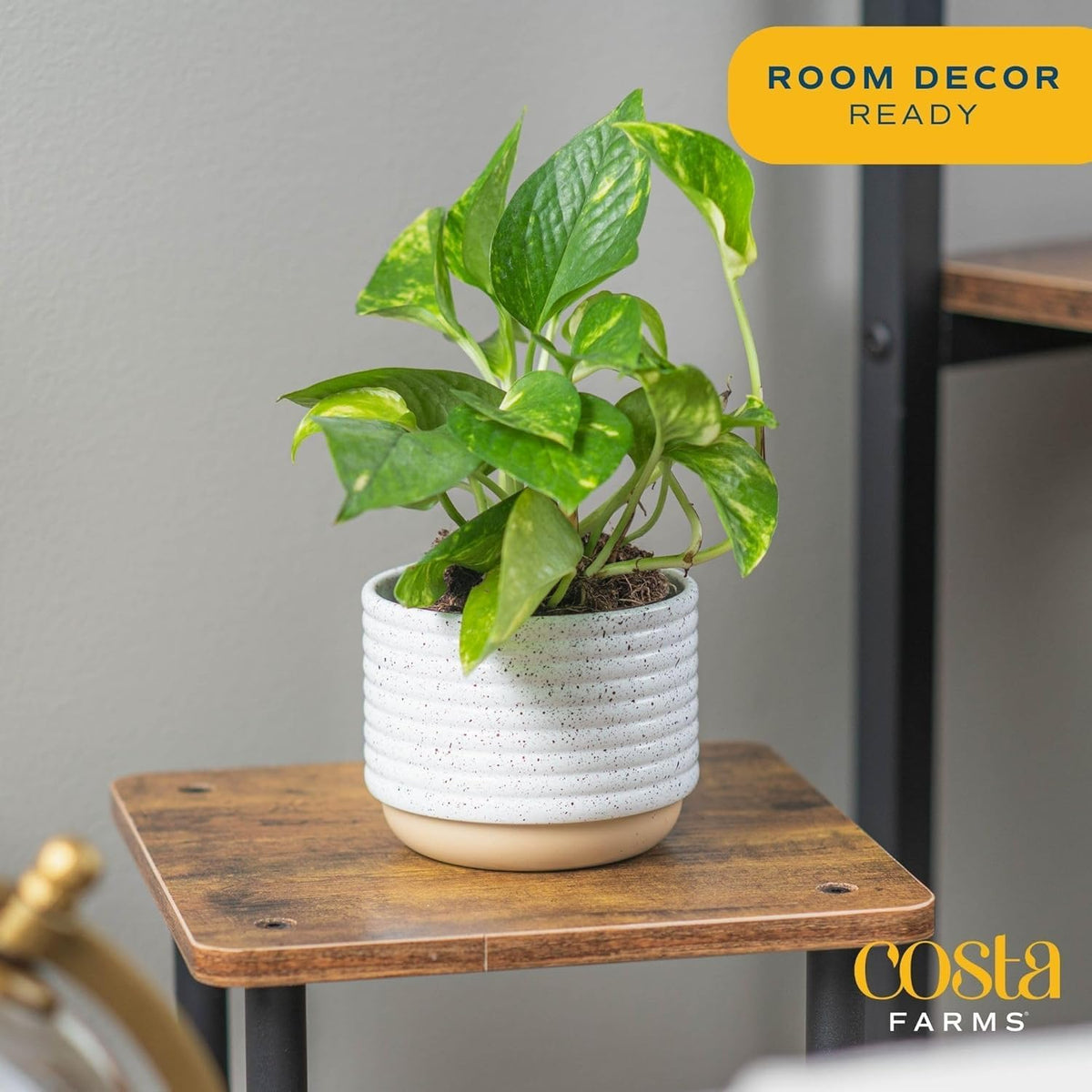 Costa Farms Golden Pothos Live Plant, Devil's Ivy in Decorative Pot, Easy to Maintain, Air
