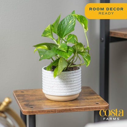 Costa Farms Golden Pothos Live Plant, Devil's Ivy in Decorative Pot, Easy to Maintain, Air