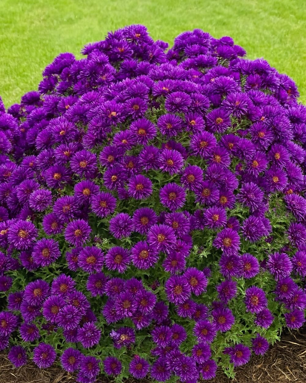 Perennial Farm Aster Novae-Angliae 'Grape Crush' (New England Aster) – Live Perennial in #1