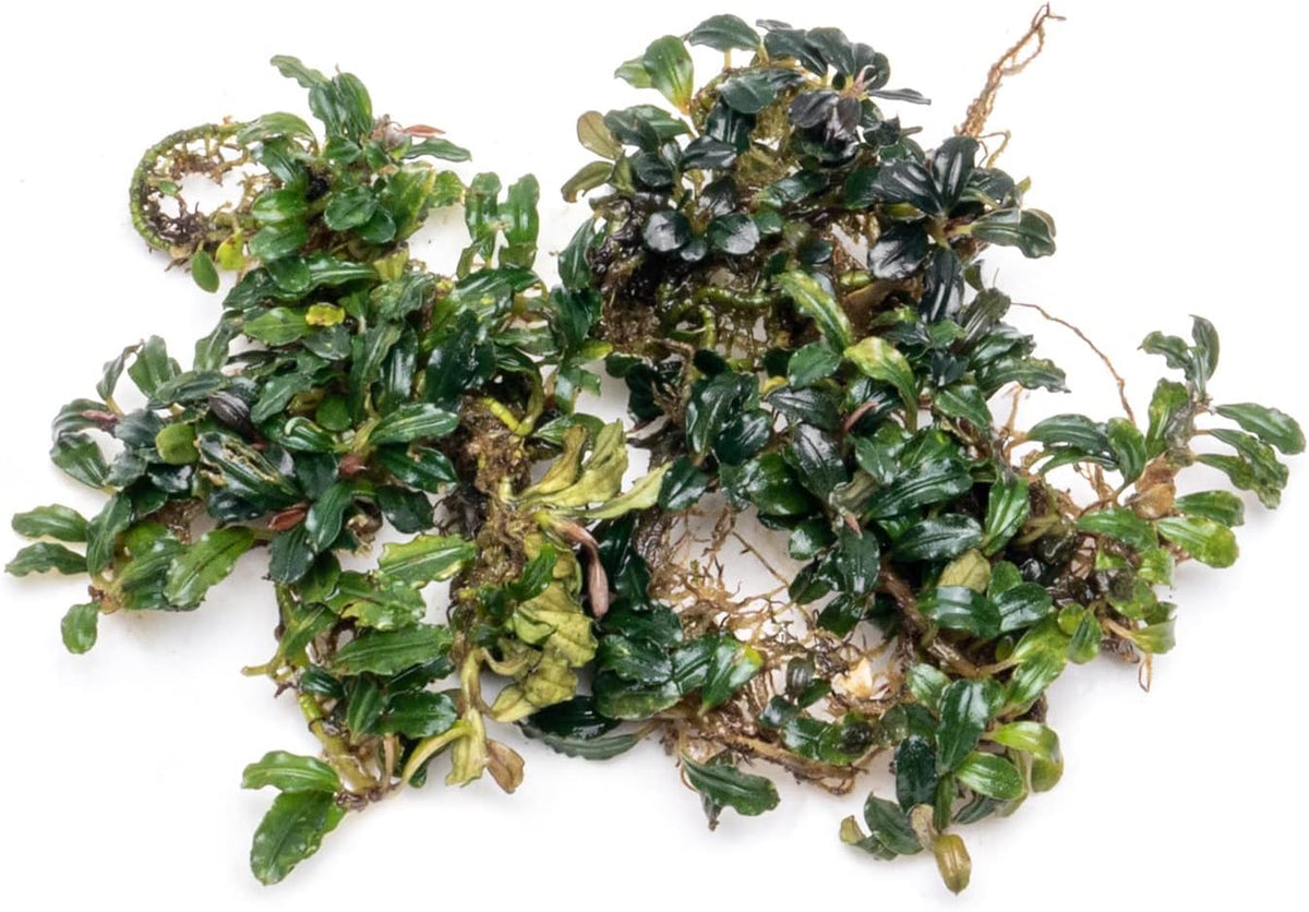 SubstrateSource Bucephalandra Lamandau Mini Purple Live Aquarium Plant - Natural Freshwater Fish