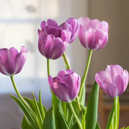 Lavender Purple Triumph Tulip Flowers – Gardener’s Favorite 10‑Bulbs| Pure & Variegated
