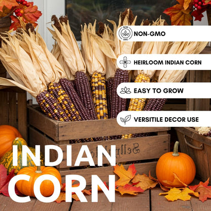 400 Indian Corn Seeds for Planting - Multicolor Ornamental Indian Corn - 400+ Seeds Zea Mays Non