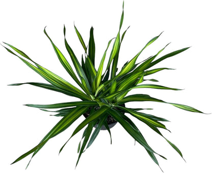 Dracaena Rikki – Live Tropical Plant in 10-Inch Grower Pot | Indoor & Outdoor Use