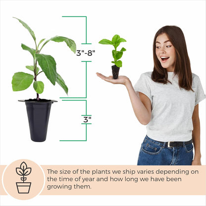 Longevity Spinach Plant (4 Pack) | Real Live Vegetable Plant for Sale | Nutrient-Rich Superfood |