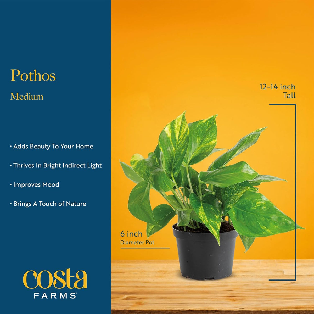 Costa Farms Golden Pothos Live Plant, Easy Care Indoor House Plant in Modern Decor Planter Pot
