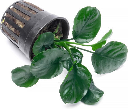 SubstrateSource Anubias Live Aquarium Plants - Potted Freshwater Plant for Fish Tanks, Terrariums