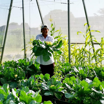 Garden Netting Pest Barrier: 4'x10' Fine Bug Netting for Garden Protection Row Cover Raised Bed