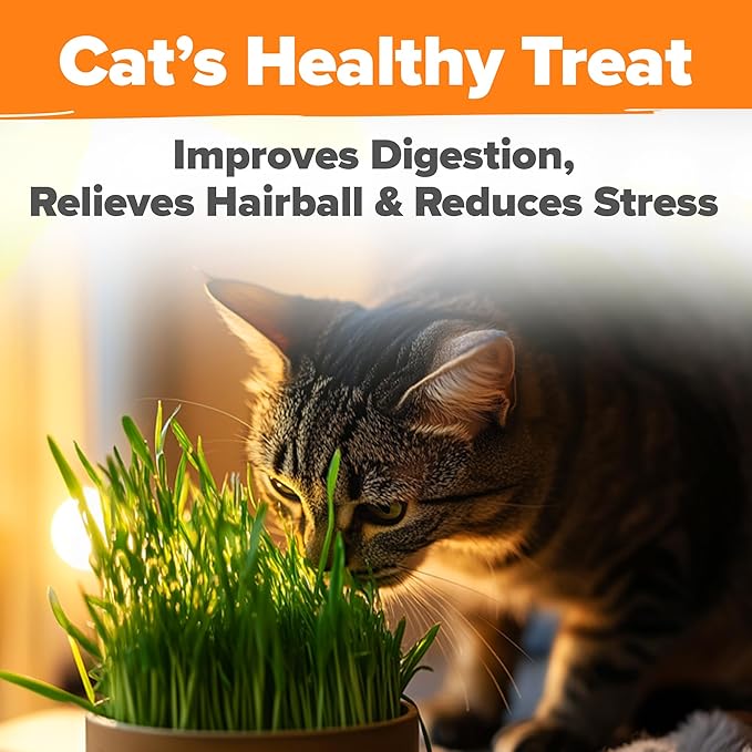 HOME GROWN 𝗨𝗦𝗔 𝗣𝗥𝗘𝗠𝗜𝗨𝗠 1 Pound Cat Grass Seeds for Cat & Kittens Oat & Barley Mix 100%