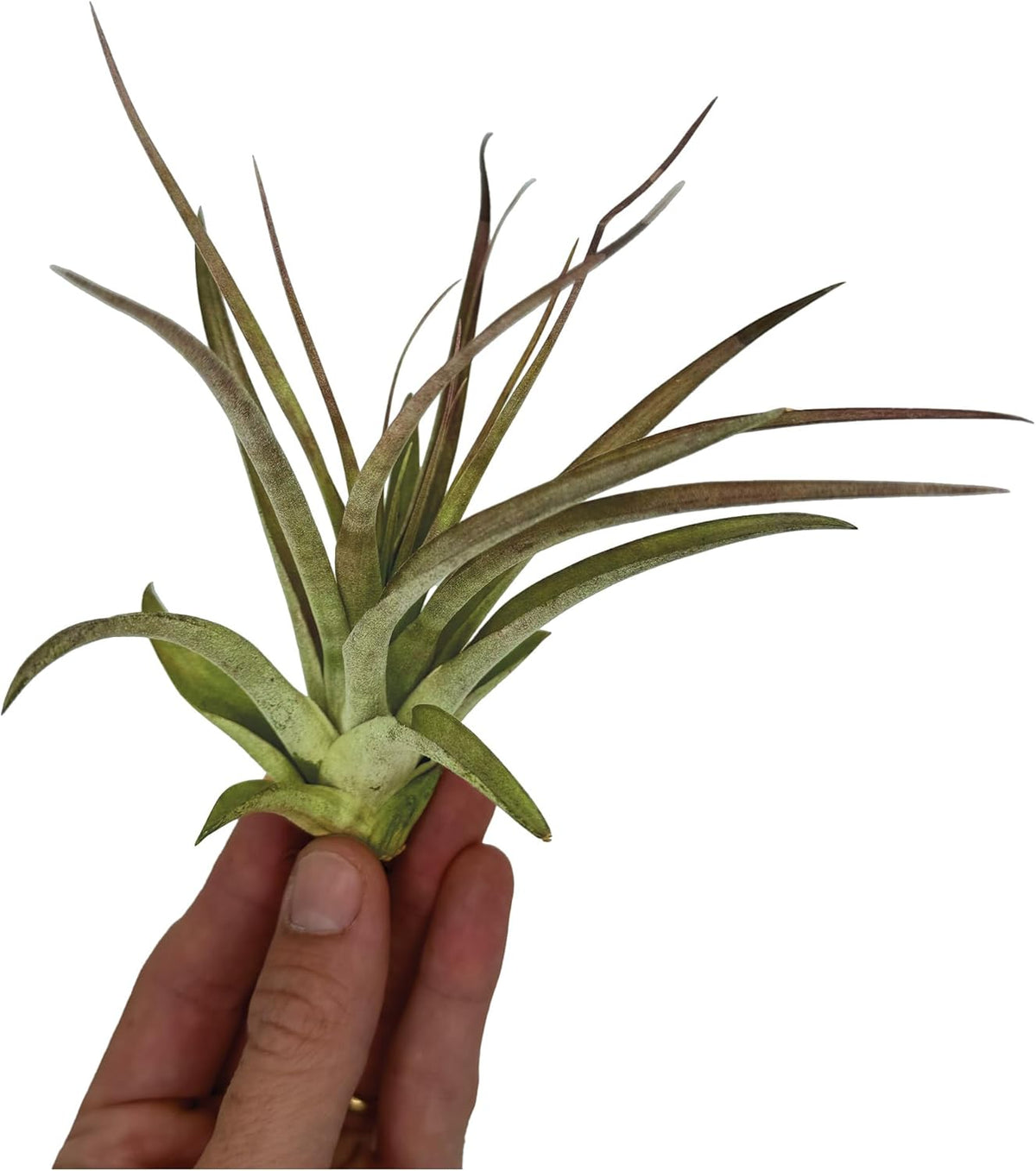 ragnaroc Air Plants - Tillandsia Brachycaulos Multiflora, Jumbo 5-7" - 3 ct - Live Arrival