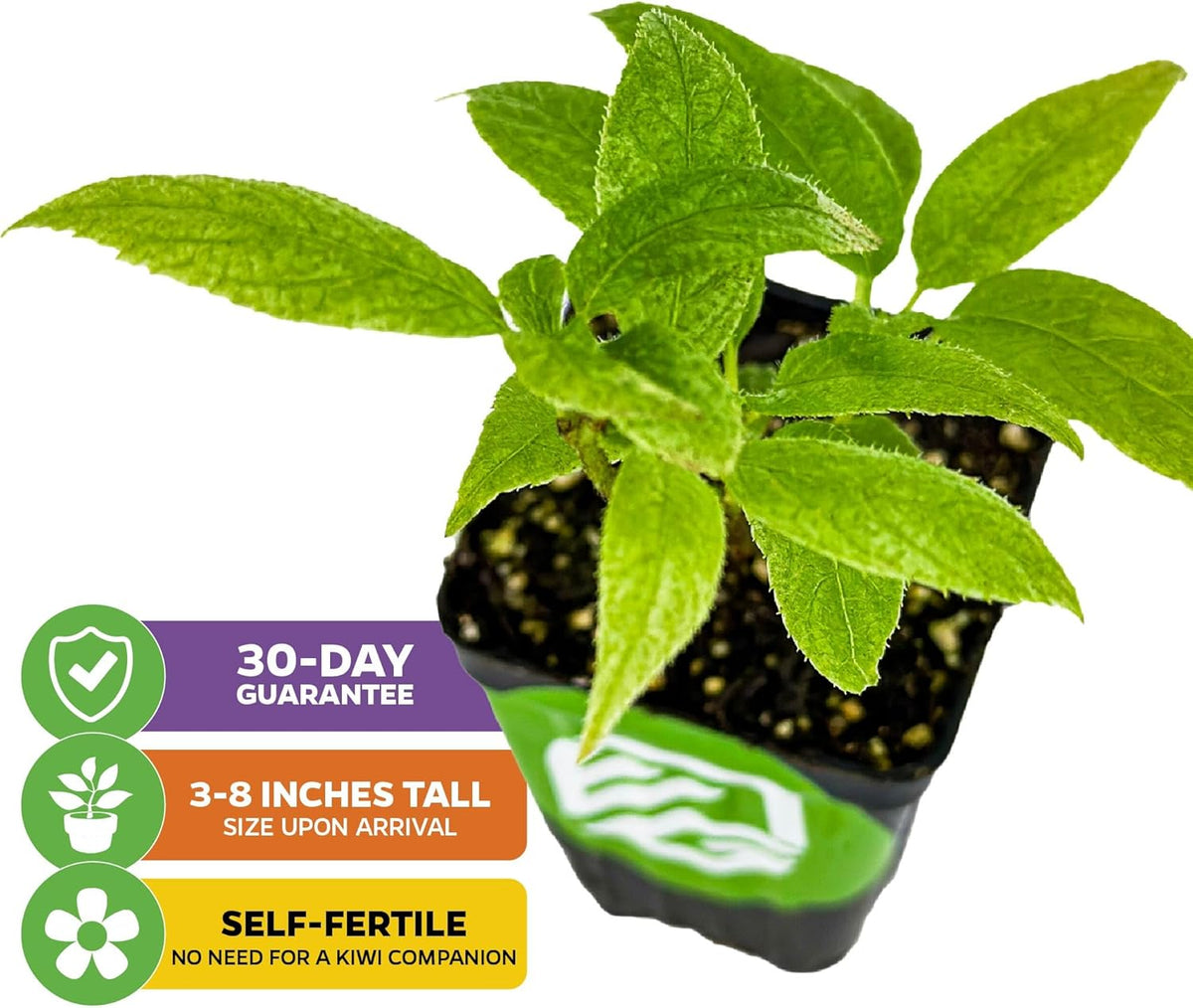 Issai Kiwi Vine Live Plant - Actinidia arguta by Wellspring Garden - Hardy Kiwi Fruit Trees Live