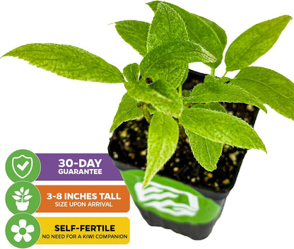 Issai Kiwi Vine Live Plant - Actinidia arguta by Wellspring Garden - Hardy Kiwi Fruit Trees Live