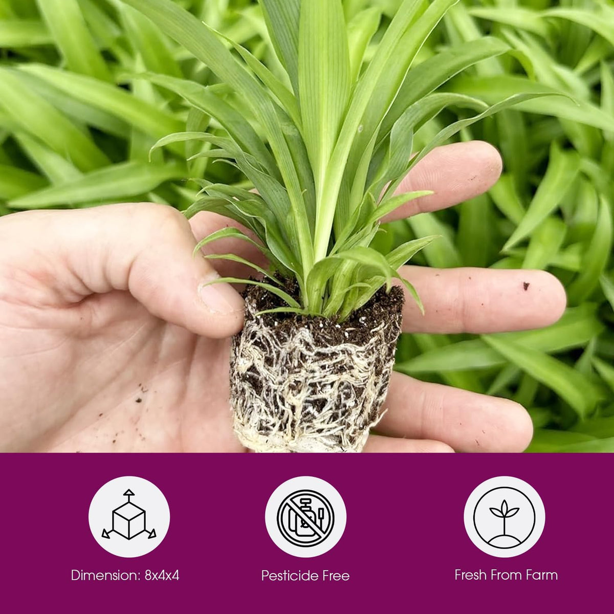 Spider Plant Variety Pack - 4 Spider Plants Live House Plants - Ocean, Hawaiian, Green, Bonnie