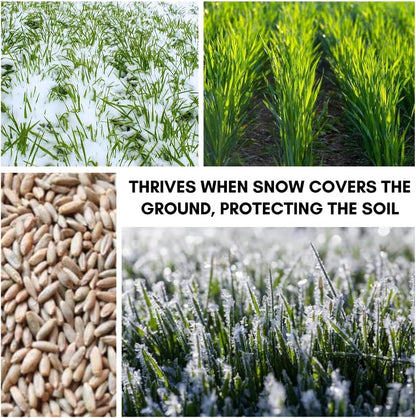 Rye Grass Seed - Fast Growing and Hardy Grass, Cover Crop, Food Plot. Grazing Pasture Seeds (25