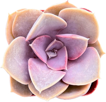 Sprout N Green Echeveria 'Perle von Nürnberg', Live Succulent Plant Fully Rooted in 2" Pots with