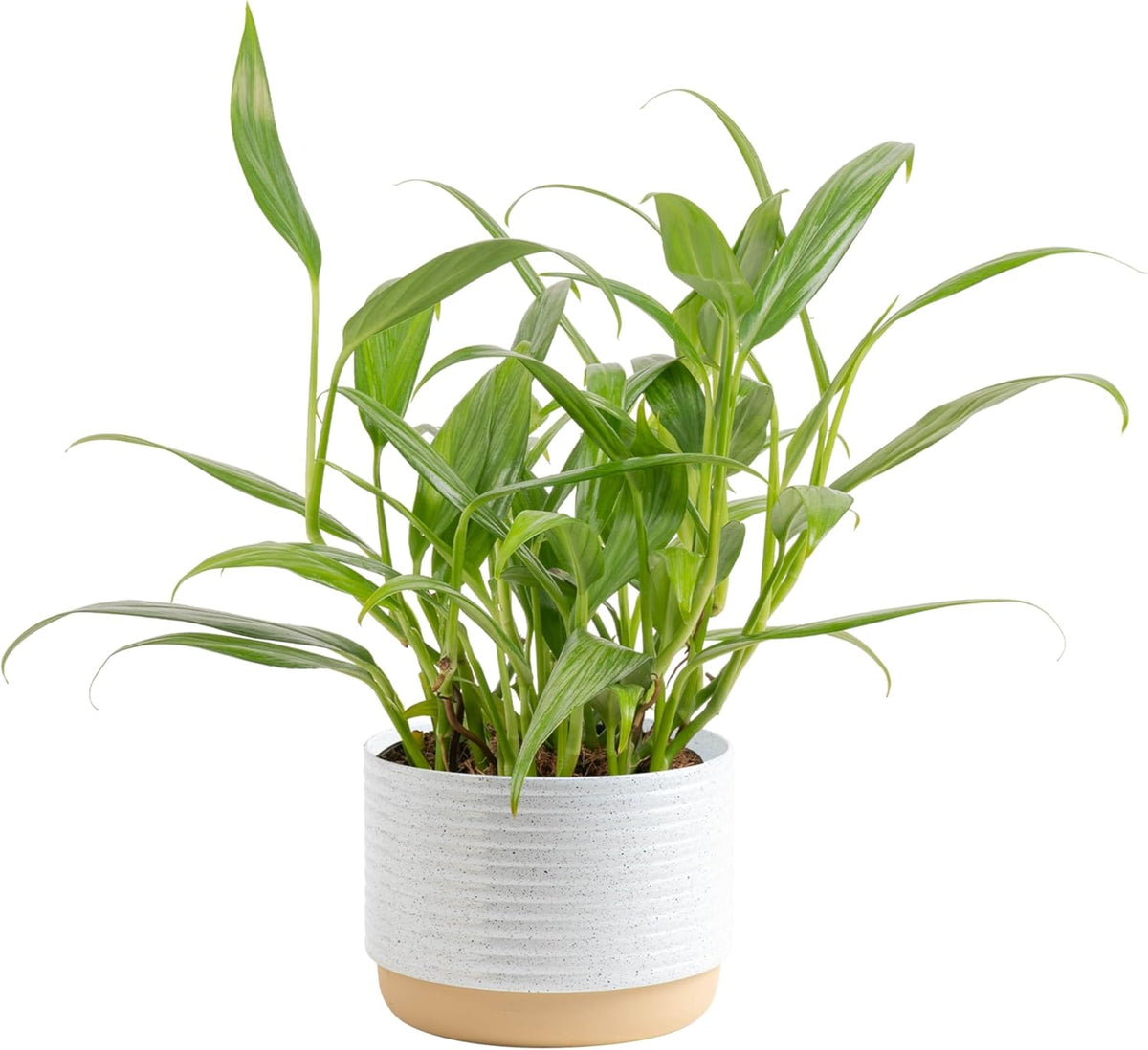 Costa Farms Live Pothos Plant, Indoor Plant Houseplant, Epipremnum Asplisimum, Rare Unique Indoor